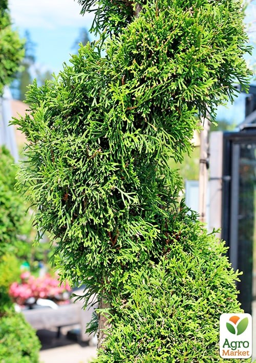 Туя западная "Smaragd" Спираль (высота 100-120см) - фото 3