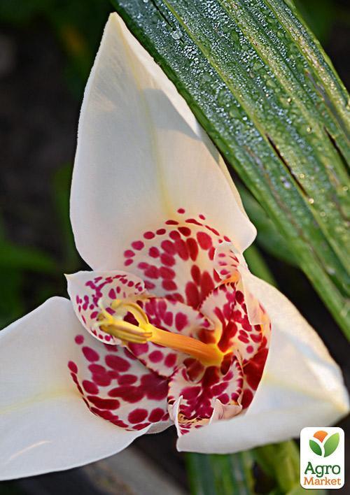 Тигридия "Белая" 5шт - фото 3
