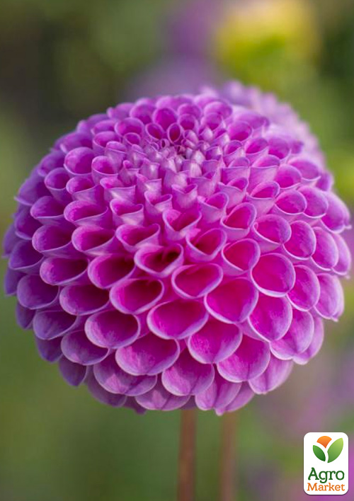 Жоржина "Franz Kafka"