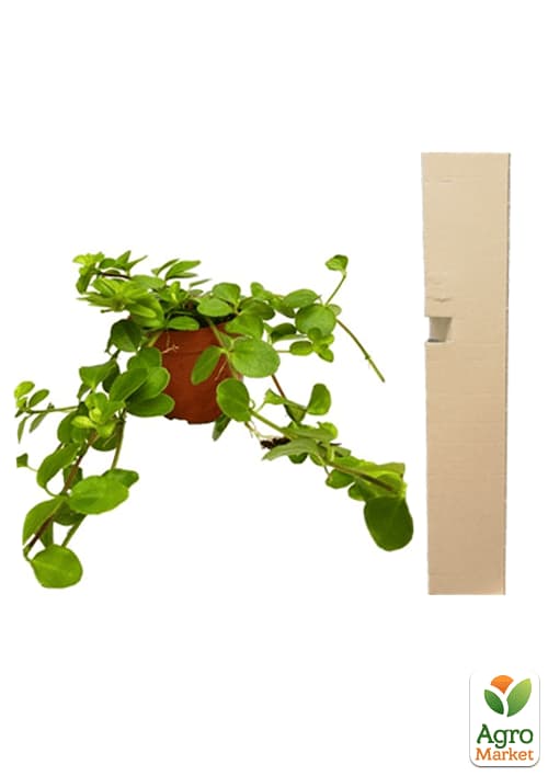 Пеперомия Каскадная "Emerald Beads" - фото 5