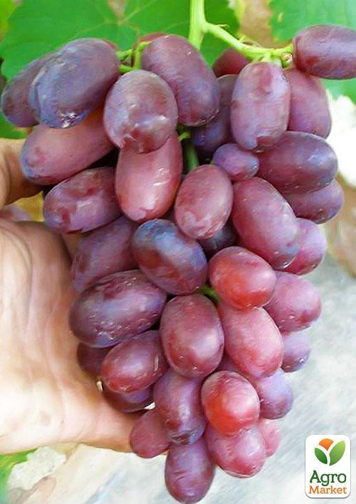 Виноград "Андрюша" - фото 5