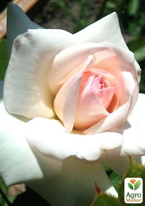 Роза плетистая "Schwanen Waltser"