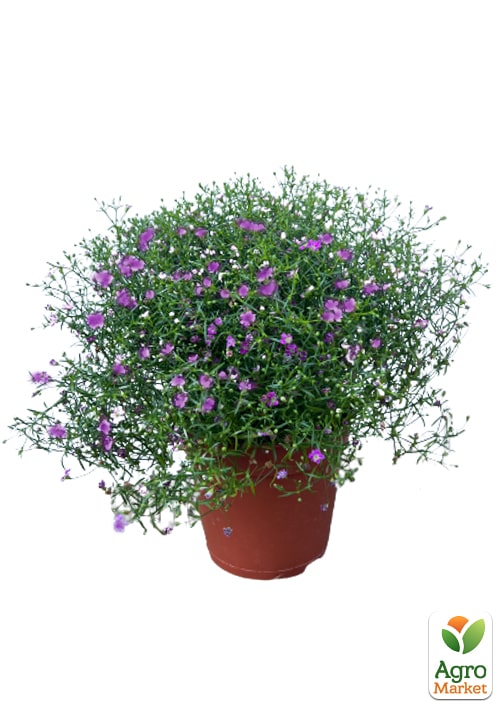 LMTD Гипсофила розовая "Pink Blush" высота 20-30см - фото 6