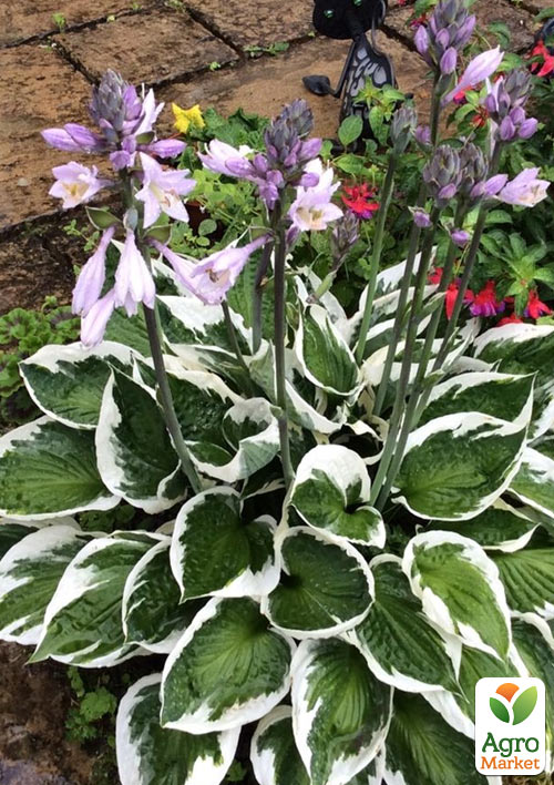 Хоста гибридная "Patriot" С3 - фото 5