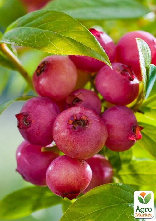 Лохина 2-х річна рожева "Pink Blueberry" вазон С3 - фото 2