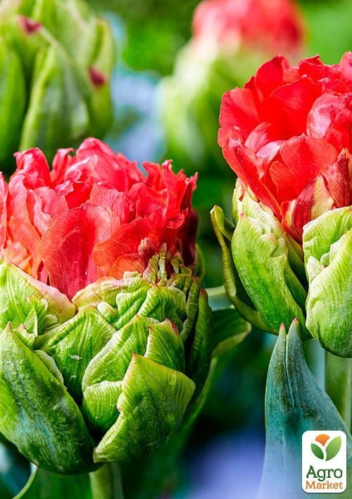 Тюльпан "Double Crosby" (розмір 11/12, великий) 3шт в упаковці