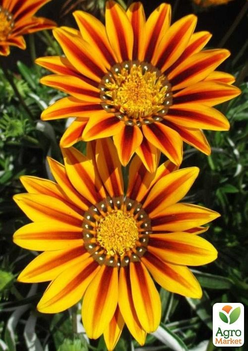 Гацанія (Газанія) "Kiss F1 Yellow Flame"