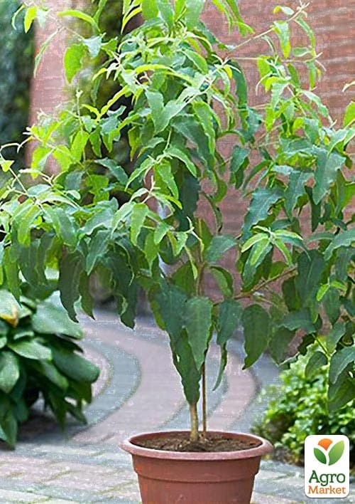 Эвкалипт комнатный лимонный "Флагман" 2х летний саженец высота 50-60см