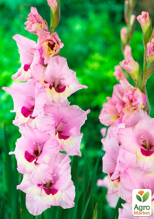 Гладиолус "Zamora"  - фото 2