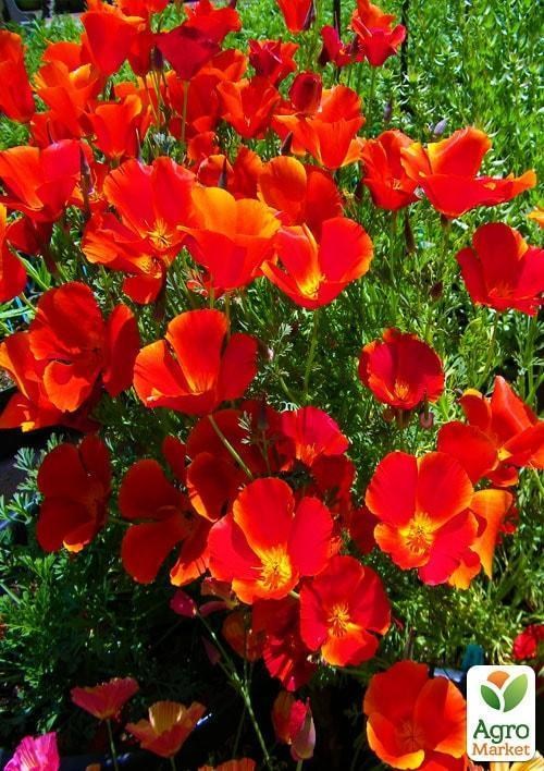 Ешшольція "Червона королева" (Зипер) ТМ "Весна" 1г - фото 2