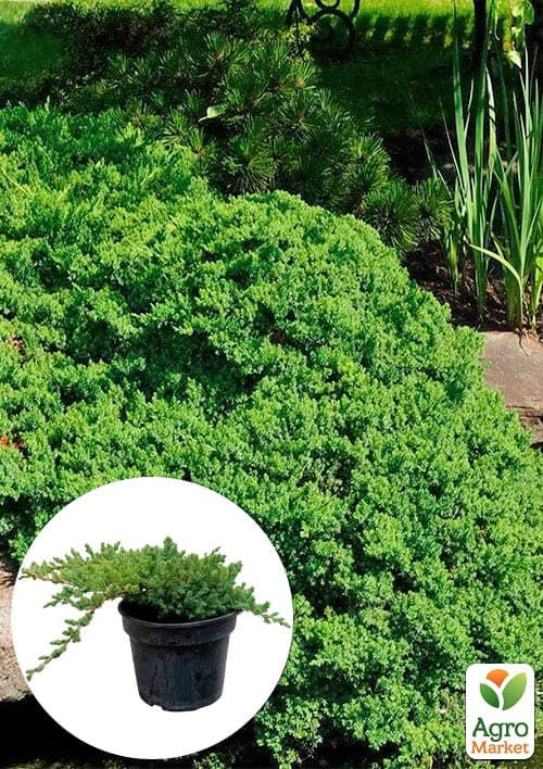 Можжевельник стелющийся "Nana" C2, диаметр 20-25см