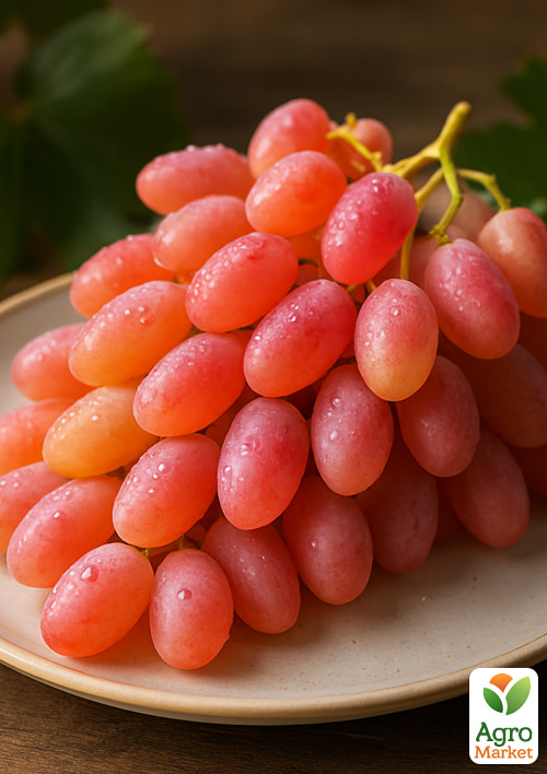 Виноград "Мечта" (кишмиш, ранний срок созревания, высокая урожайность, морозостойкий) - фото 4