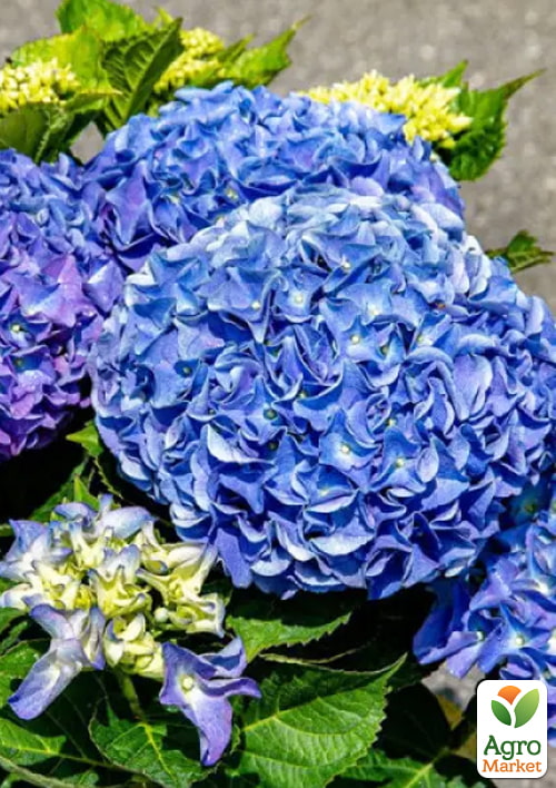 Гортензия крупнолистная "Saxon Rather"