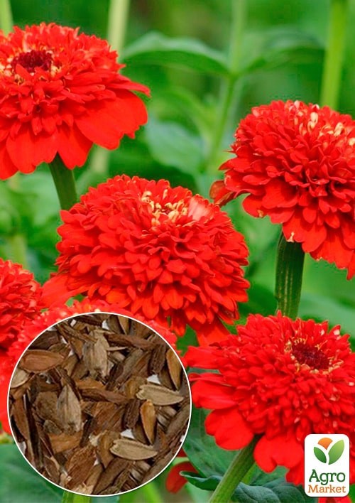 На развес Цинния "Ламбада" ТМ "Весна" цена за 3г