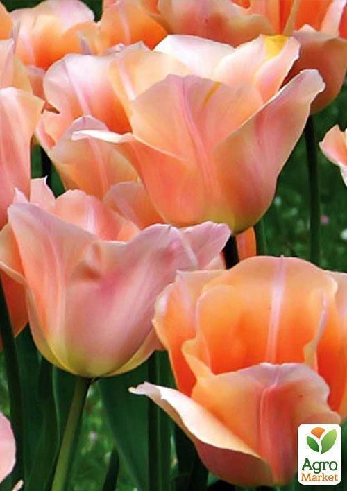 Тюльпан "Salmon Crown" (размер 11/12 , крупный) 3шт в упаковке