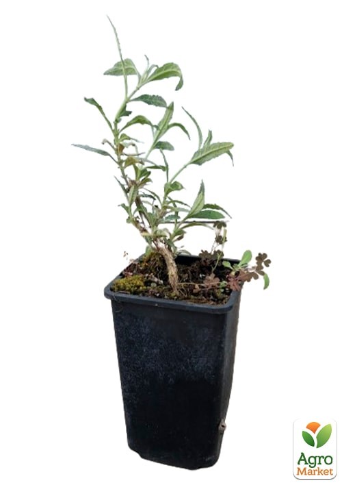 Буддлея Давида 3х летняя "Empire Blue" С2 - фото 2