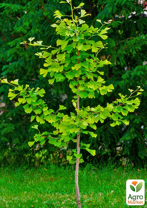 LMTD Гінкго Білоба (висота 20-30см) - фото 6