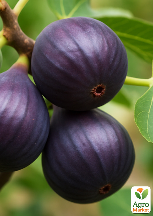 Инжир "Брева" (крупноплодный, самоплодный сорт) - фото 5