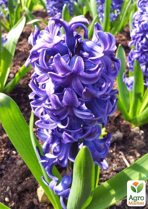 Гиацинт "Aida" (размер 15/16 , крупный) 2шт в упаковке