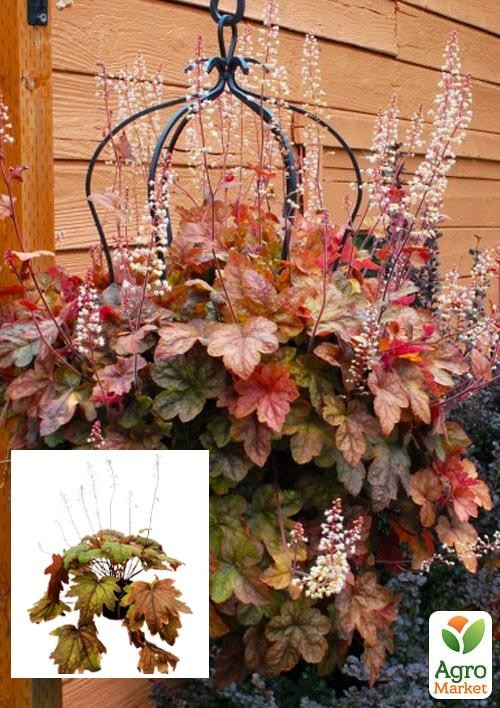 Гейхерелла 3-х летняя "Redstone Falls" (высота 20-40см)