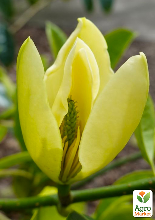Магнолия китайская "Magnolia chapensis" (засухоустойчивая, морозостойкая) 