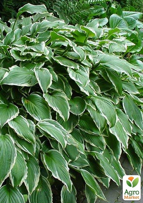 Хоста "Undulata Albomarginata"  - фото 2