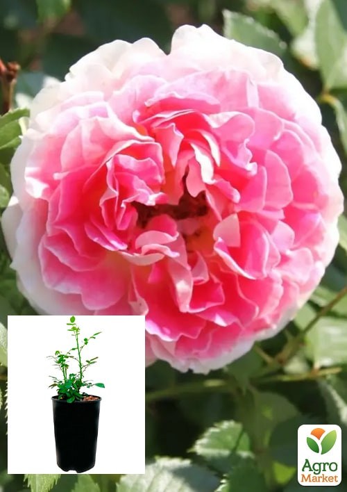 Роза в контейнере английская "Эдем" (саженец класса АА+) 