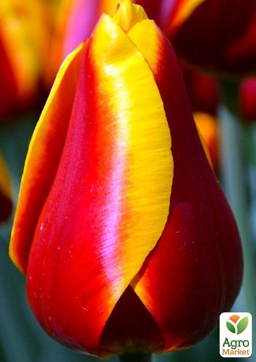 Тюльпан "Kees Nellis" 3шт в упаковке