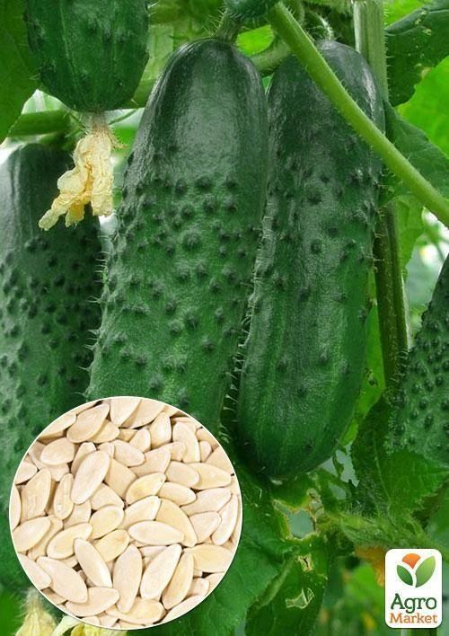 На вагу Огірок "Фенікс 640" ТМ "Весна" ціна за 5г