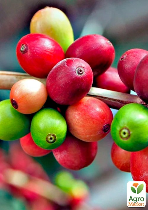 Кава 2х-річна "Арабіка" висота 25-50см - фото 4