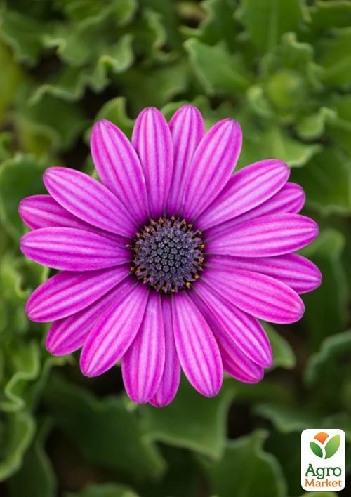 Остеоспермум "Pink Flare" (контейнер № 10, висота 10-20 см)