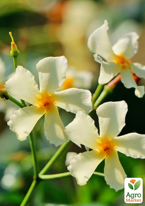 LMTD Трахелоспермум "Jasminoides" висота 50-70см - фото 7