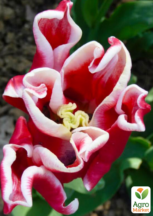 Тюльпан "Elegant Crown" 