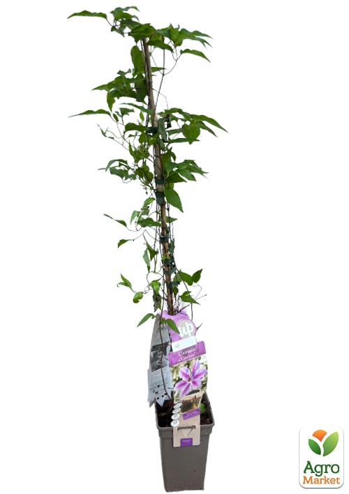 LMTD Клематис 3-х летний "Girenas" (высота 80-90 см) - фото 3