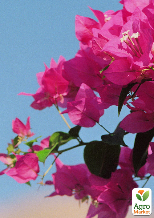 Бугенвиллия Бразильская - фото 8