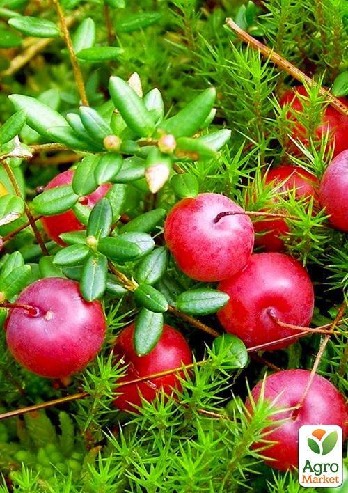 Журавлина "Стівенс" (Stevens) (пізній термін дозрівання, сорт стійкий до захворювань)