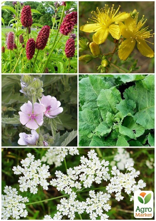 Набор лекарственных трав "Легочный" ТМ "Vesna Select" 0,7г