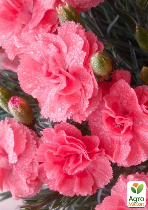 Гвоздика Махровая "Oscar Salmon" 