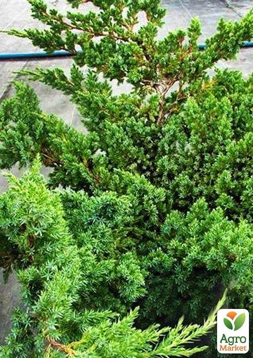 Можжевельник чешуйчатый "Hunnetorp" (контейнер Р9, высота 10-12 см) - фото 6
