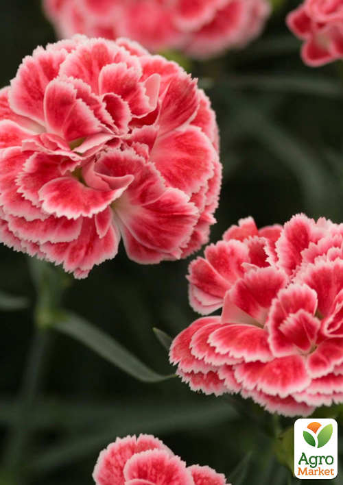 Гвоздика Махровая "Constant Beauty Crush Orange" (контейнер № 10, высота 10 см)