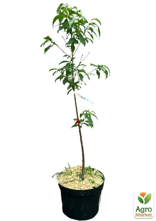 Персик "Темира" укорененный в контейнере (саженец 2 года) - фото 3