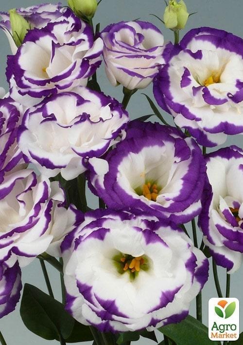 Еустома махрова "Megalo Blue Picotee" укорінена в контейнері Р9 - фото 2