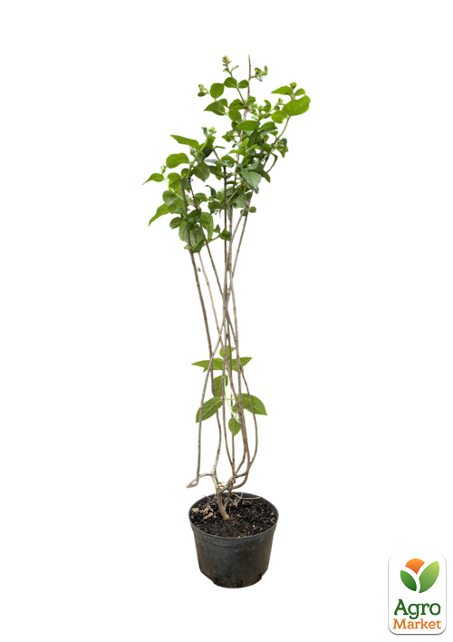 Гортензія 3-х річна волотиста "Petite Cherry" - фото 2