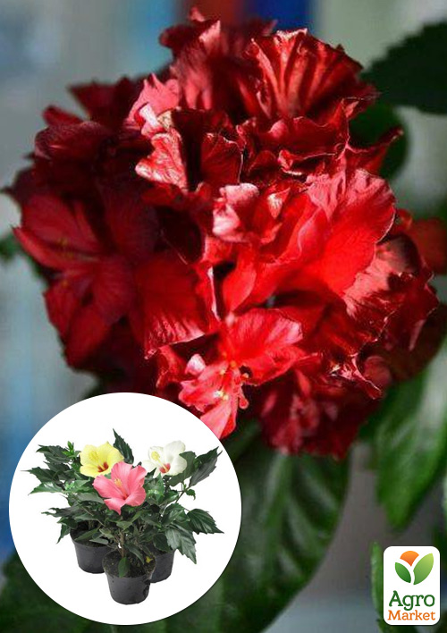Гибискус комнатный махровый "Adonicus Double Red" 