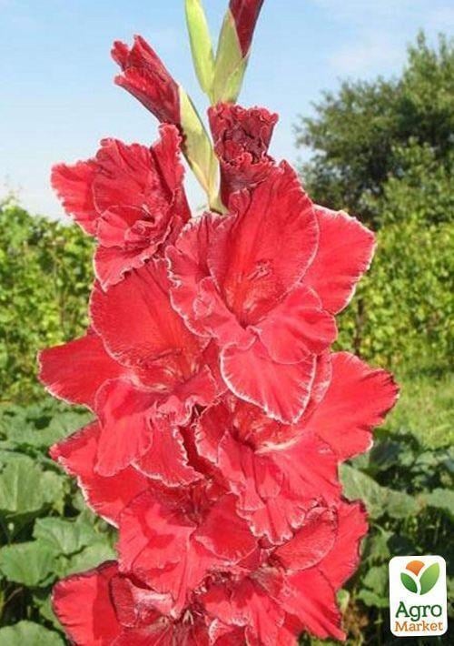 Гладиолус "Венец"