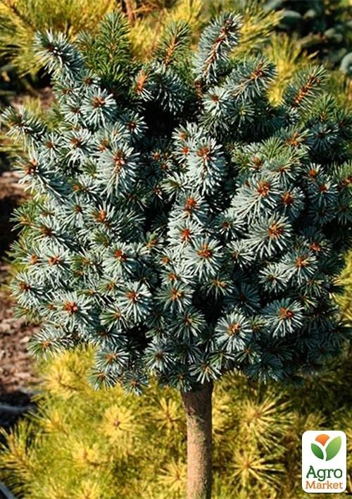 Ялина сітхінська на штамбі «Silberzwerg» С7.5, висота 60-70см - фото 3