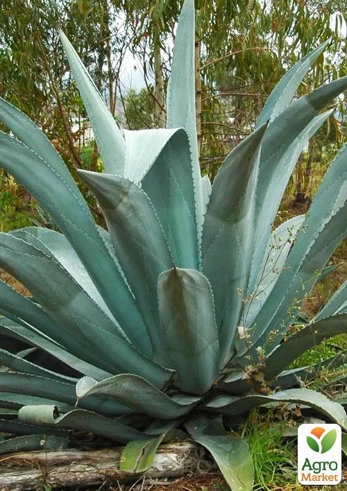 Агава американська "Latifolia" (кадкова, вічнозелена, екзотична рослина)