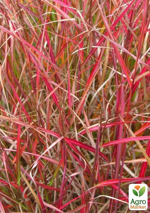 Міскантус китайський "Purple Fall" вазон С2 - фото 2