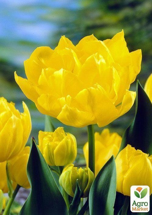 Тюльпан "Thule Exotic" 3шт в упаковці