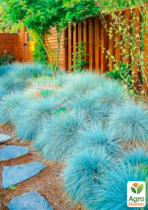Овсяница голубая "Intense blue" вазон С2, высота 15-30см